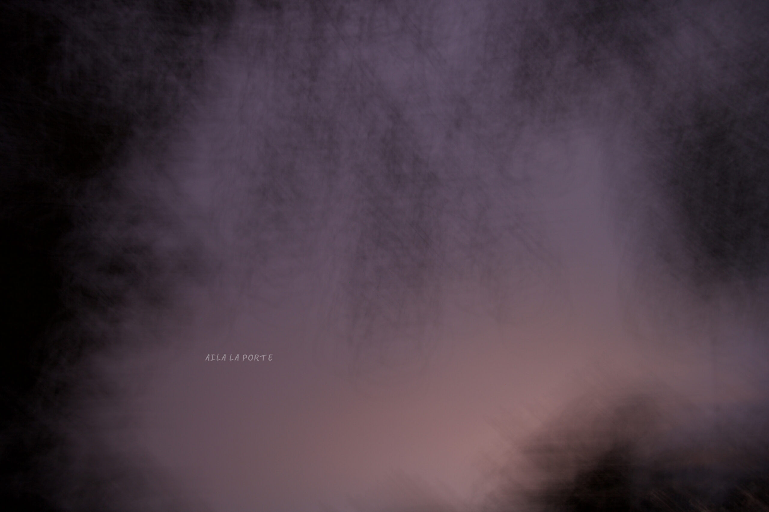 ALP-Photo-Purple-Birch-Tree-06